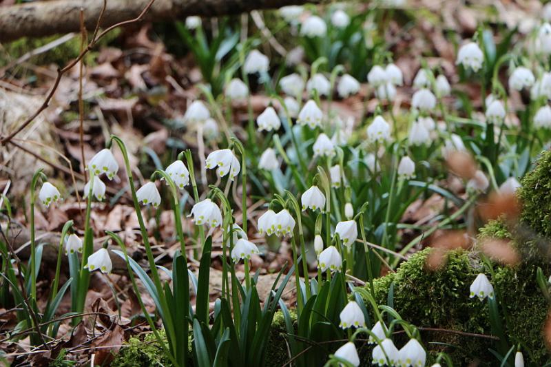 160313schatzberg (19).jpg